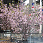 エビスエスクラッシコ - リグニスの桜