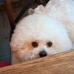 エビスエスクラッシコ - お肉のいい匂いがしてきて