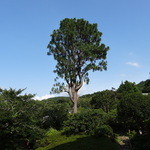 絆＋ - (2014年7月）庭園に聳え立つ大王松（ダイオウショウ）夜はライトアップされます