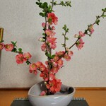 純和風料理旅館 現長 - ぼけ　綺麗にいけてありました。