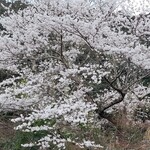 純和風料理旅館 現長 - 外は、桜が満開