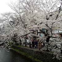 先斗町しゃぶしゃぶすき焼き きらく - 