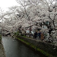 先斗町しゃぶしゃぶすき焼き きらく - 