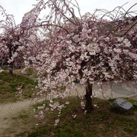 先斗町しゃぶしゃぶすき焼き きらく - 