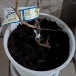 おかしやうっちー - 