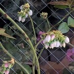 おかしやうっちー - 