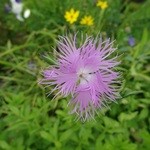 久魯多喜 - ナデシコも