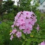 久魯多喜 - ピンクのアジサイ