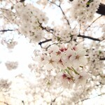 やぶ善 - そろそろ散り始めています。