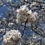 名代かつ屋 万さく - 