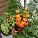 グリル グランド - 入り口のすぐ脇にホウズキが。浅草らしい❤