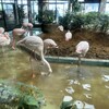 メヒコ 守谷フラミンゴ館