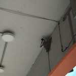 パリのお菓子　ベル・ヴュー - 