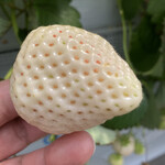 ツジグチファーム - 