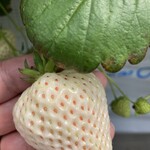 ツジグチファーム - 