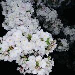 懐食庵 なかたけ - 