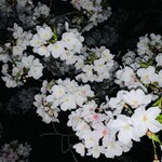 懐食庵 なかたけ - 