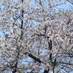 ラーメン二郎 - キレイに咲いていた桜