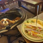 スタン サンドイッチストア - キャバリアもいもい、保護犬で飼い主さん募集中です！