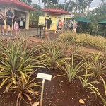Dole Plantation - 