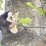 インデアンレストラン  ニューミラ - 