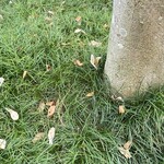 インデアンレストラン  ニューミラ - 