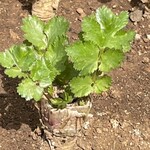 インデアンレストラン  ニューミラ - 