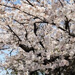 はまさき村 - 帰り道の桜です