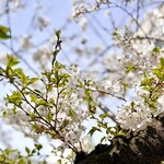 イチリン ハナレ - 桜が満開の時期ですからインバウンドを含めた観光客が大挙押し寄せる鎌倉だが、駅からお店までの道中は桜並木をのんびりと散歩できる静けさ