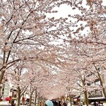 イチリン ハナレ - 桜が満開の時期ですからインバウンドを含めた観光客が大挙押し寄せる鎌倉だが、駅からお店までの道中は桜並木をのんびりと散歩できる静けさ