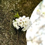 イチリン ハナレ - 桜が満開の時期ですからインバウンドを含めた観光客が大挙押し寄せる鎌倉だが、駅からお店までの道中は桜並木をのんびりと散歩できる静けさ