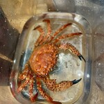 ウシマル - 初めてみた鯛ノ浦産ケブカガニʚ･֊･ɞ⸒⸒