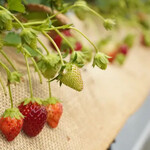 카루이자와 가덴팜 이치고엔 - 