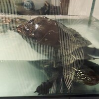 白碗竹快樓 赤坂店 - 