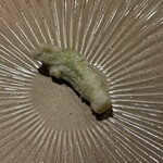 東山 吉寿 - タラの芽