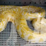 亜洲蛇肉店  - ヘビちゃん