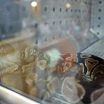 亜洲蛇肉店  - ヘビちゃん