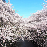 中目黒 グリル - 2020年の目黒川の桜