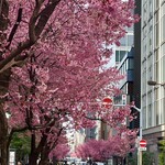 日本橋とんかつ 一 日本橋本店 - 
