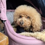 そば処 湧水 - この日のシェリ♪