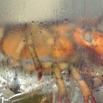 Peony Jade  - ロブスターのような大きい海老くんもいました。