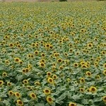 キュイエット - ７月～８月中旬はひまわり畑まで車で１０分ほど