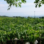 キュイエット - 目の前に広がるぶどう畑