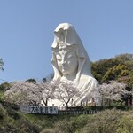 うなぎ専門店 うな菊 - 大船観音の桜 ①
