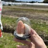 近藤いちご園 - 