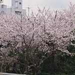 オーロール 東城屋 - 近くの桜