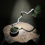 近松 - アプローチの松の盆栽