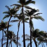 The Kahala Hotel & Resorts - ヤシの木