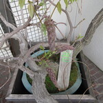 近松 - 表の藤鉢、花はつぼみで咲く直前