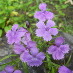 上高地ルミエスタホテル - テラスに咲く花